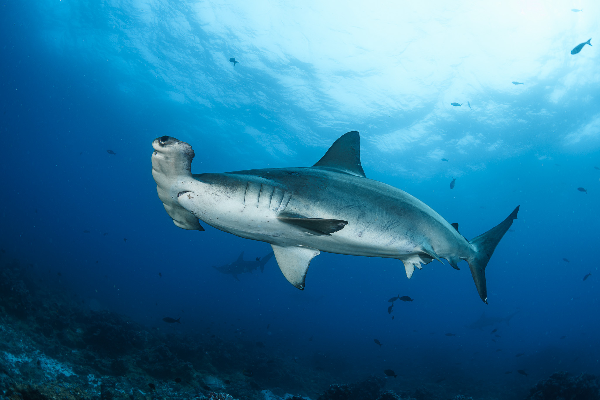 Scalloped Hammerhead